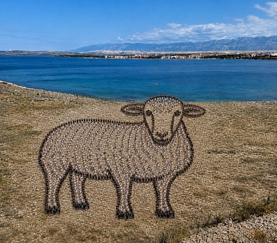 ovca ilustracija