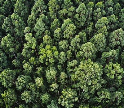 overhead aerial shot thick forest with beautiful trees greenery
